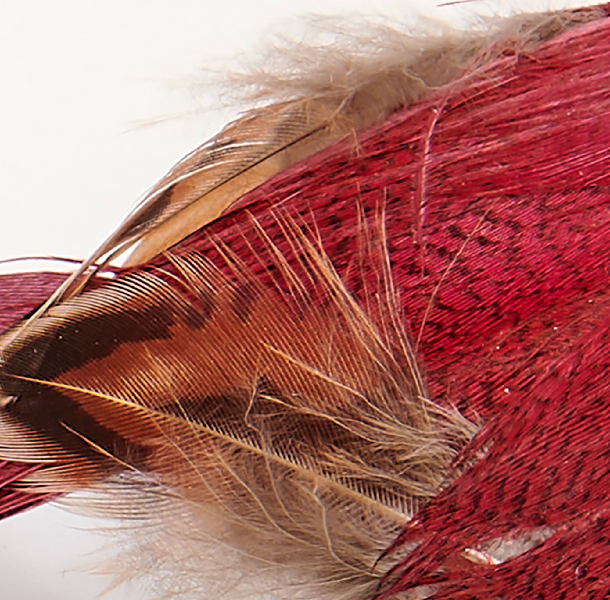5" Red Feathered Bird with Metal Clips, 6ct.